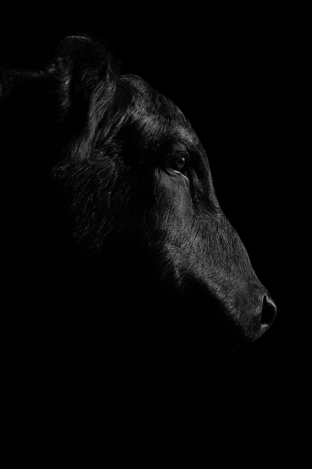 Artistic black and white cattle portrait